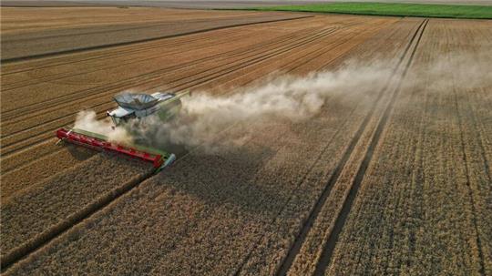 Eine Prognose für die Ernte 2024 in Deutschland will der Verband beim Ernteauftakt am 1. Juli vorstellen.
