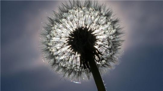 Eine Pusteblume leuchtet in der Sonne.