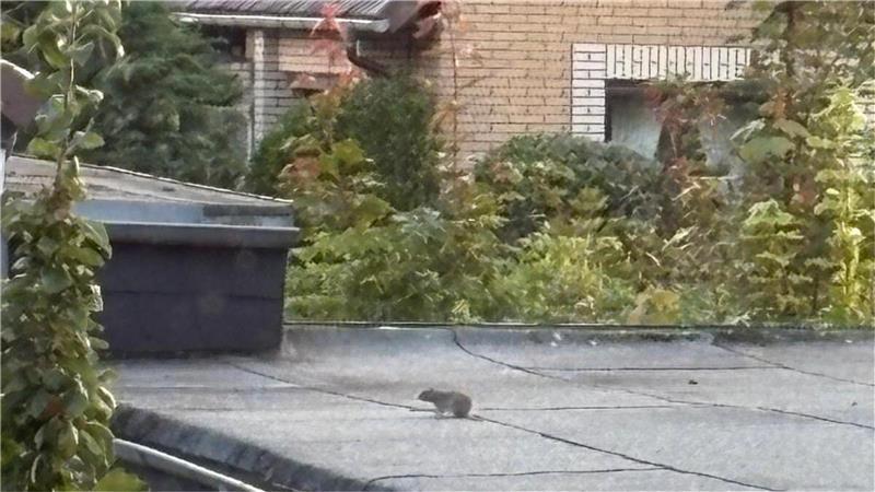 Eine Ratte auf einem Dach. Mit der Zeit werden die Tiere mutiger und verlieren ihre Scheu.
