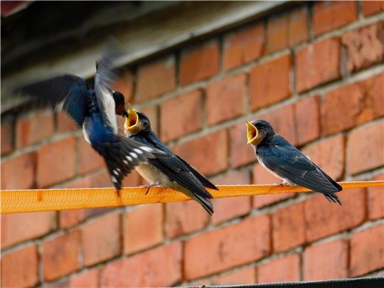 Eine Rauchschwalbe füttert bei dieser Aufnahme bereits flügge gewordene Jungvögel. Foto Tonja Sander
