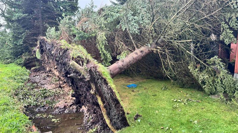 Eine Reihe von Bäumen wurden bei dem Sturm in Oederquart entwurzelt.