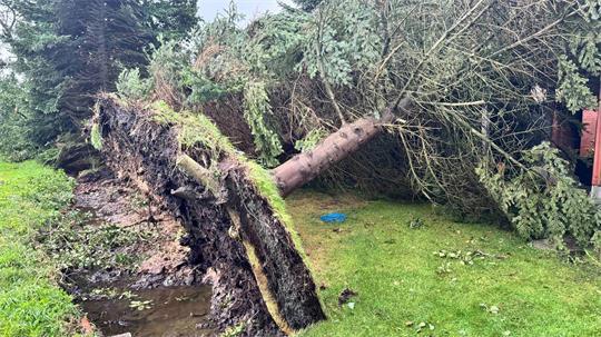 Eine Reihe von Bäumen wurden bei dem Sturm in Oederquart entwurzelt.