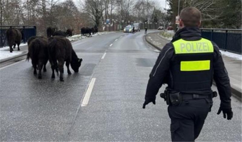 Eine Rinderherde machte einen Ausflug in die Winsener Altstadt.
