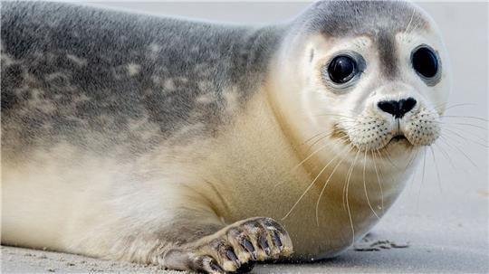 Eine Robbe lag im Landkreis Cuxhaven plötzlich auf einer Straße und wurde bei einem Unfall tödlich verletzt. (Symbolbild) 
