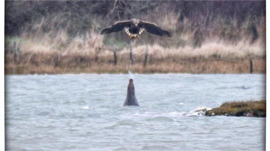 Eine Robbe spuckt Wasser auf einen Adler.