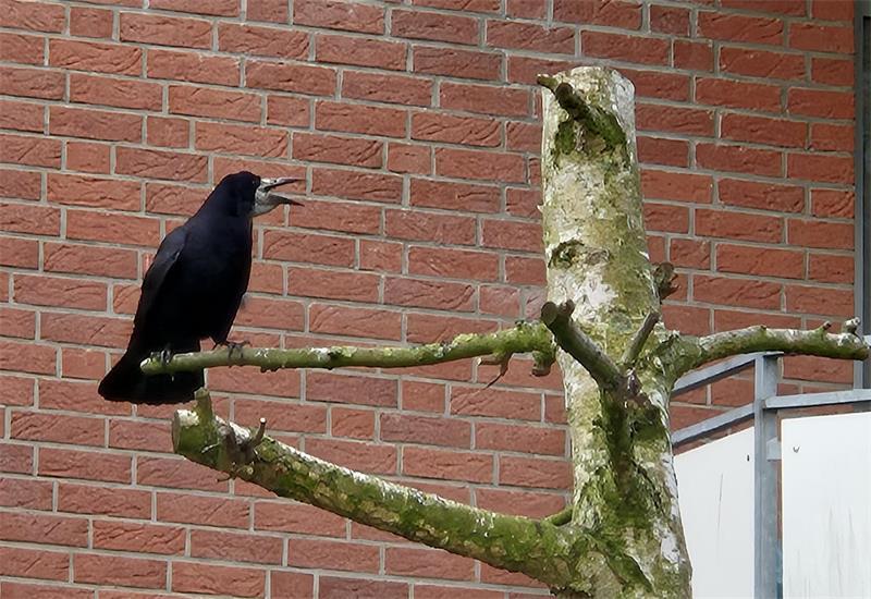 Eine Saatkrähe vor Wohnungen entlang der Sagekuhle und Altländer Straße in Buxtehude. Der Vogel ist schwarz von Kopf bis Fuß, 44 bis 46 Zentimeter groß.