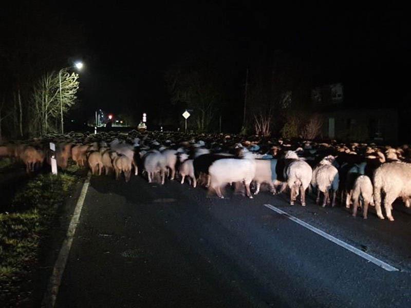 Eine Schafherde blockierte in der Nacht zu Donnerstag die Landesstraße L 111 in Drochtersen. Foto: Polizei