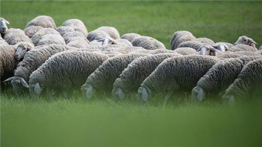 Eine Schafherde wurde vom Veterinäramt in Obhut genommen. (Symbolbild)