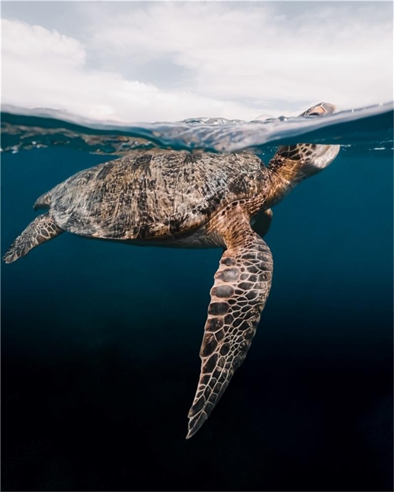 Eine Schildkröte schwimmt im Ozean. Foto: victor-ene-unsplash