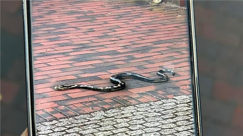 Eine Schlange in der Buxtehuder Fußgängerzone?