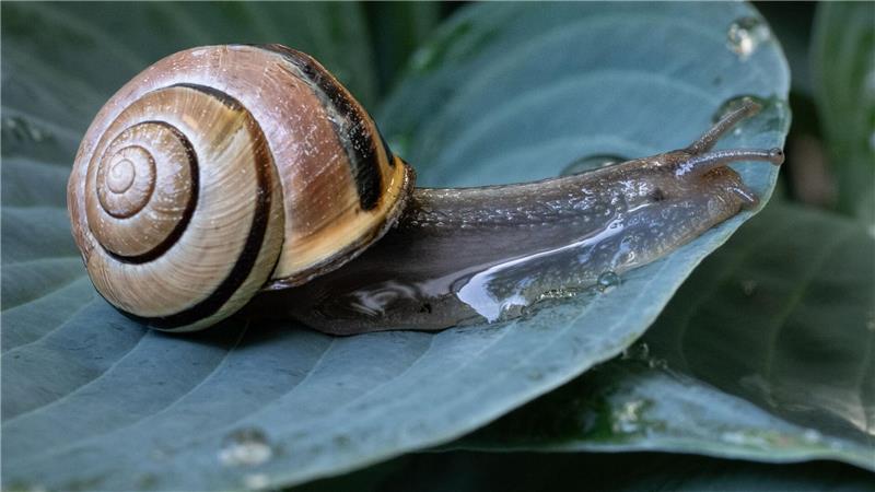 Eine Schnecke kriecht in einem Garten inFrankfurt über das nasse Blatt einer gerade gewässerten Pflanze. 