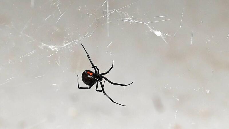 Eine Schwarze Witze klettert durch ihr Spinnennest.