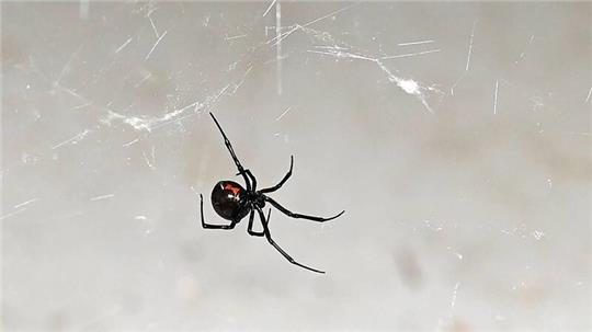 Eine Schwarze Witze klettert durch ihr Spinnennest.