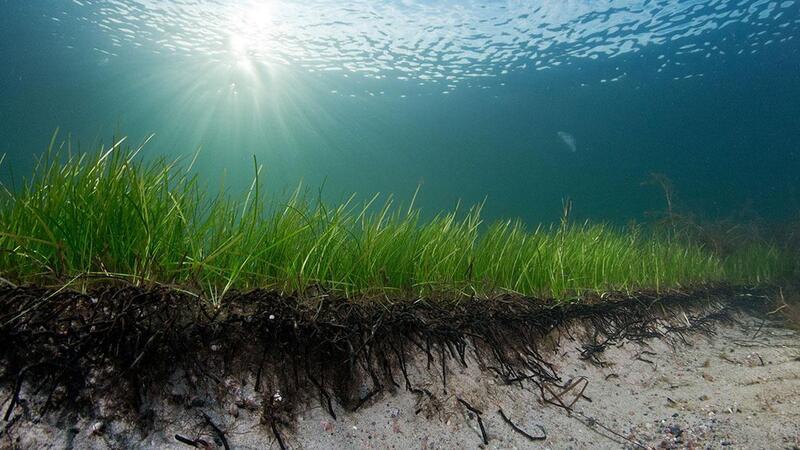 Forscher entdecken 1400 Jahre altes Seegras in der Ostsee Eine Seegraswiese in der Ostsee.