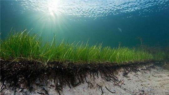 Eine Seegraswiese in der Ostsee.