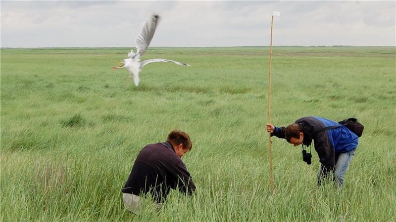 Eine Silbermöwe attackiert auf Mellum zwei Vogelwarte, die zu wissenschaftlichen Zwecken Untersuchungen an Möwenbrutplätzen vornehmen.