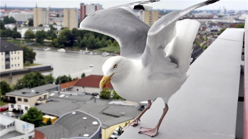 Clever, nachtragend & sprechen Dialekt: 10 Fakten über Möwen Eine Möwe startet auf dem Freigebiet 1.