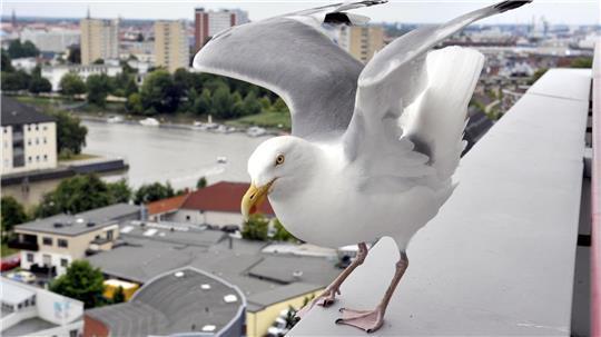 Eine Möwe startet auf dem Freigebiet 1. 