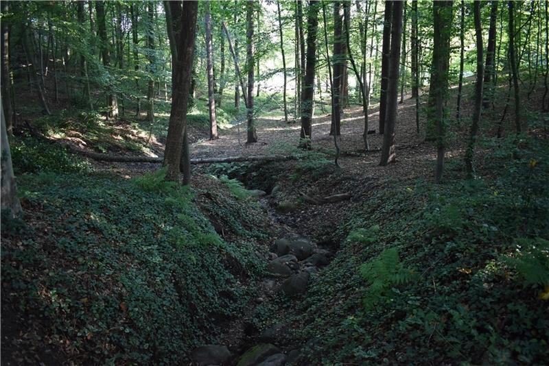 Kreis Stade erhält Wanderweg zu 130.000 Jahren Erdgeschichte Eine Station des Elbkliff-Wanderwegs: Blick in den naturnahen Park des Schlosses Agathenburg. Foto: Vasel