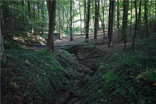 Eine Station des Elbkliff-Wanderwegs: Blick in den naturnahen Park des Schlosses Agathenburg. Foto: Vasel