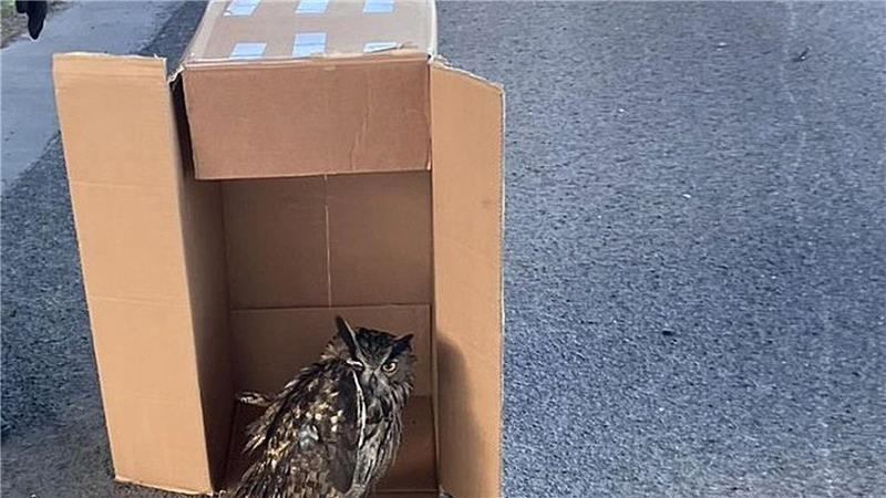 Eine Streife der Autobahnpolizei Darmstadt rettete den verletzten Vogel. (Foto Handout)