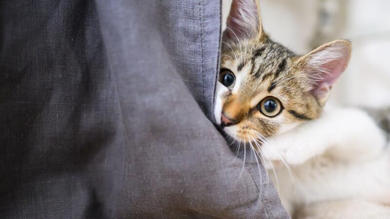 Warum Katzen an Möbeln kratzen - und was dagegen hilft Eine Studie hat untersucht, was sich gegen Möbel zerkratzende Hauskatzen unternehmen lässt. (Archivbild)