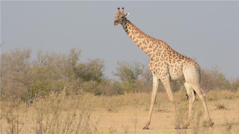 Von wegen „die“ Giraffe: Vier verschiedene Arten anerkannt Eine Süd-Giraffe