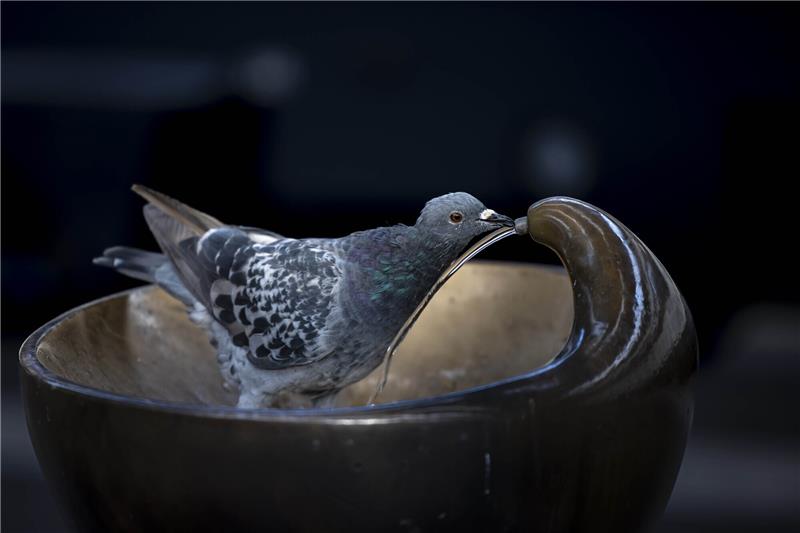 Eine Taube pickt Wasser aus einem Brunnen im Hauptbahnhof Zürich. Foto: Michael Buholzer/KEYSTONE/dpa