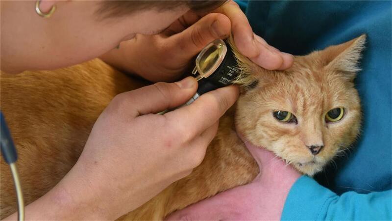 Eine Tierärztin stellte bei dem Kater der Angeklagten - hier ein Symbolfoto - im September 2022 schmerzhafte, großflächige und offene Hautverletzungen am ganzen Katzenkörper fest.