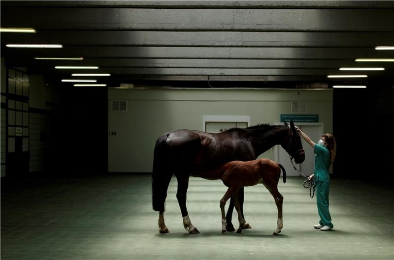 Eine Tierärztin streichelt eine Stute, während sie ihr Fohlen in einer Tierklinik stillt. Der Trend der Veterinäre geht zu Großpraxen . Foto: dpa
