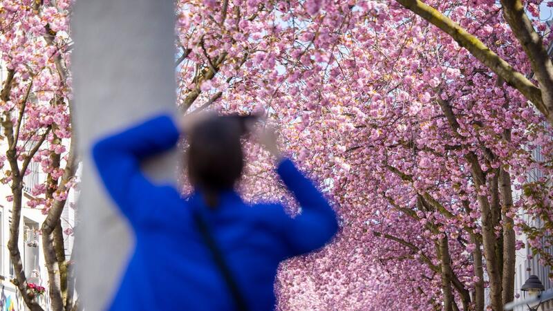 Bonner Kirschblüte könnte zu Ostern erstrahlen Eine Touristin fotografiert blühende Kirschblütenbäume in Bonn. Prognosen zufolge könnten die Blüte in diesem Jahr um Ostern herum beginnen.