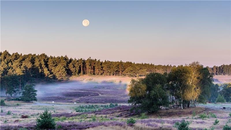 Eine Vollmondwanderung durch die Heide - wie hier in der Fischbeker Heide im Juni - ist ein besonderes Erlebnis. Foto: Lueneburger-Heide-Gmbh
