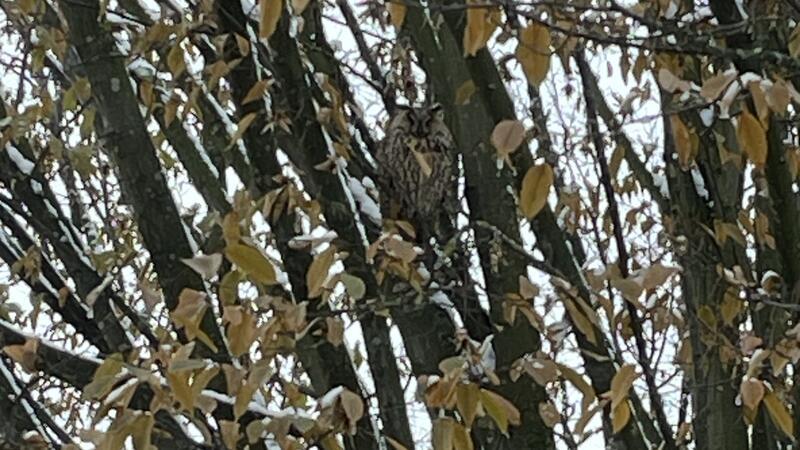 Eine Waldohreule sitzt auf einem Baum auf d em Schulhof der Halepaghenschule in Buxtehude.