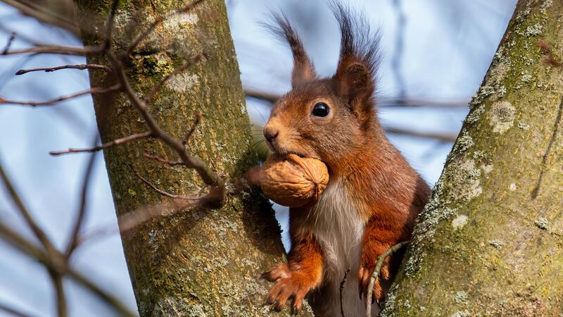 Eine Walnuss fürs Depot: Eichhörnchen legen sich jetzt Wintervorräte an.