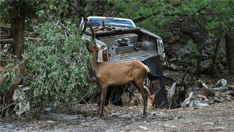 Eine Wapiti Hirschkuh ernährt sich von flussabwärts geschwemmten Pflanzen, während die Bewohner der Stadt Ruidoso, New Mexico, in ihre Nachbarschaft zurückkehren, um zu sehen, was von ihren Häusern übrig geblieben ist, einen Tag nachdem schwere Überschwemmungen Grundstücke und Wohnwagen entlang des Rio Ruidoso in Ruidoso, New Mexico, weggespült hatten.