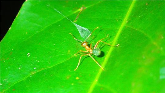 Eine Weberameise nähert sich der aufgebauten Falle einer australischen Ballista-Spinne.