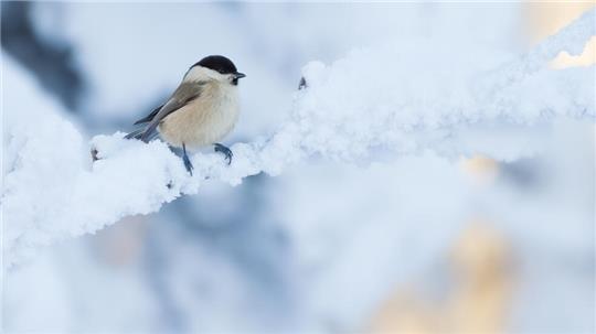 Eine Weidenmeise im winterlichen Garten.
