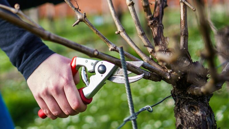 Künstliche Intelligenz beim Rebschnitt Eine Weinrebe wird nach KI-Vorgabe geschnitten.