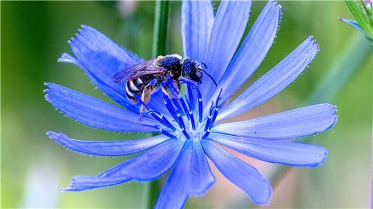 Eine Wildbiene sammelt Pollen bei einer Gewöhnlichen Wegwartenblüte ein.