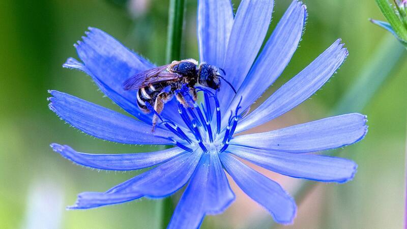 Bienenseuche im Landkreis Harburg festgestellt Eine Wildbiene sammelt Pollen bei einer Gewöhnlichen Wegwartenblüte (Cichorium intybus) ein.