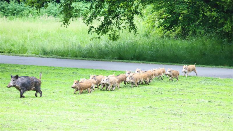 Eine Wildschwein-Rotte läuft über eine Gründfläche. Kollisionen mit Wild gehören zu den häufigsten Unfallursachen. (Symbolbild)