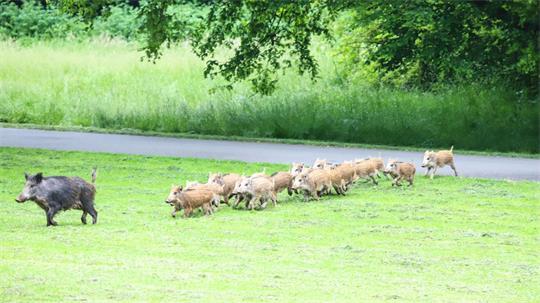 Eine Wildschwein-Rotte läuft über eine Gründfläche. Kollisionen mit Wild gehören zu den häufigsten Unfallursachen. (Symbolbild)
