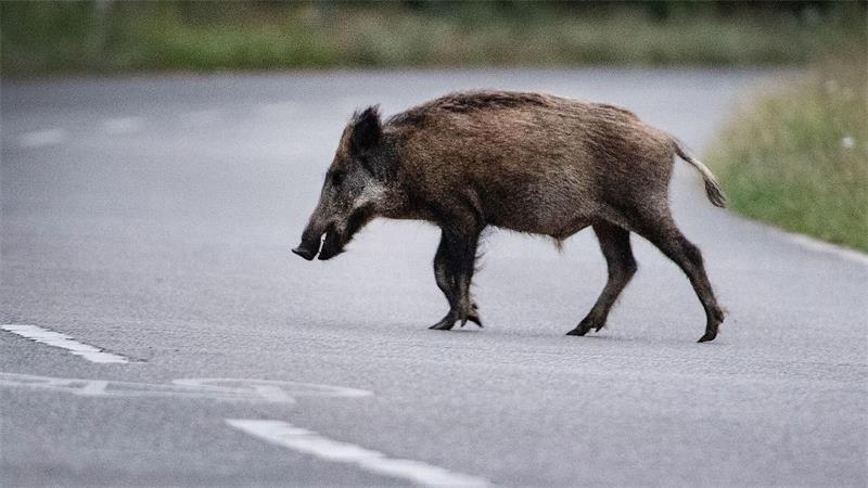 Eine Wildschweinrotte läuft am Abend über die Straße. Ein Autofahrer fährt in die Gruppe. Das hat schwerwiegende Folgen. (Symbolbild)