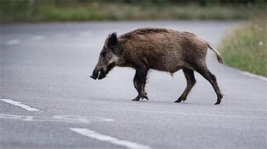 Eine Wildschweinrotte läuft am Abend über die Straße. Ein Autofahrer fährt in die Gruppe. Das hat schwerwiegende Folgen. (Symbolbild)