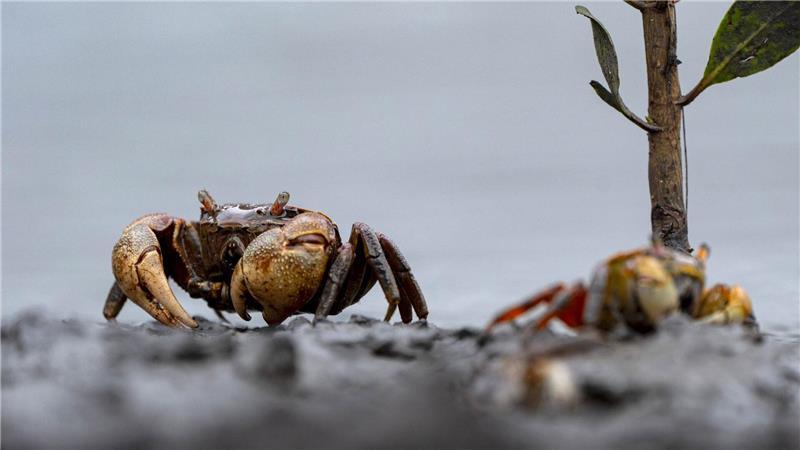 Eine Winkerkrabbe sind in dem Guapimirim-Mangrovengebiet in der Guanabara-Bucht unterwegs.