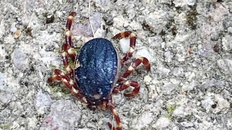 Riesenzecke breitet sich in Norditalien aus Eine Zecke der tropischen Gattung Hyalomma - gesichtet in Bobenheim-Roxheim (Rhein-Pfalz-Kreis).