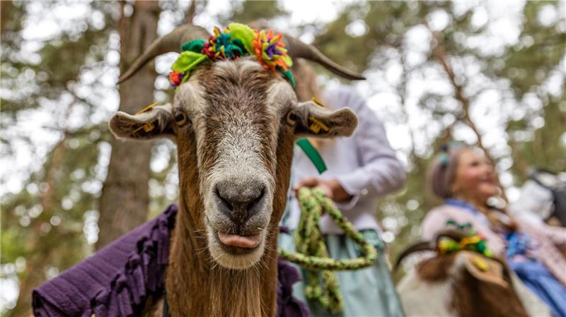 Eine Ziege steht bei der Vorbereitung auf den 25. Niederlausitzer Almabtrieb und streckt die Zunge heraus.