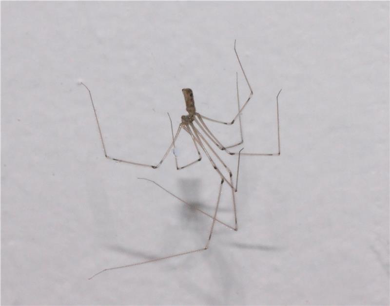 Früh dran: Warum jetzt Spinnen und Mücken im Haus sind Eine Zitterspinne kopfüber an der Hauswand. Foto: Kurtze
