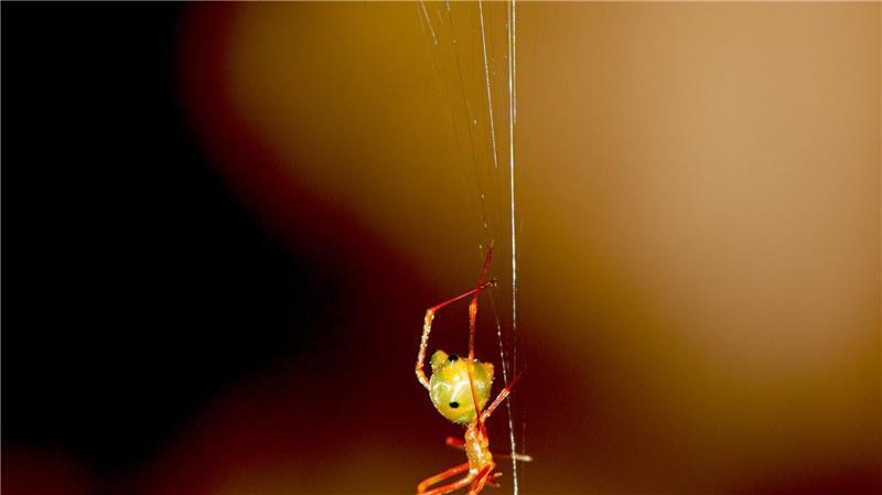 Ausgefuchste Taktik: Spinne katapultiert Ameisen in ihr Netz Eine australische Ballista-Spinne beim Bau einer Falle für Ameisen.