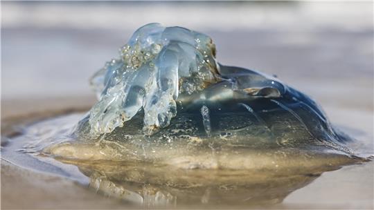 Eine blaue Nesselqualle liegt am Strand.